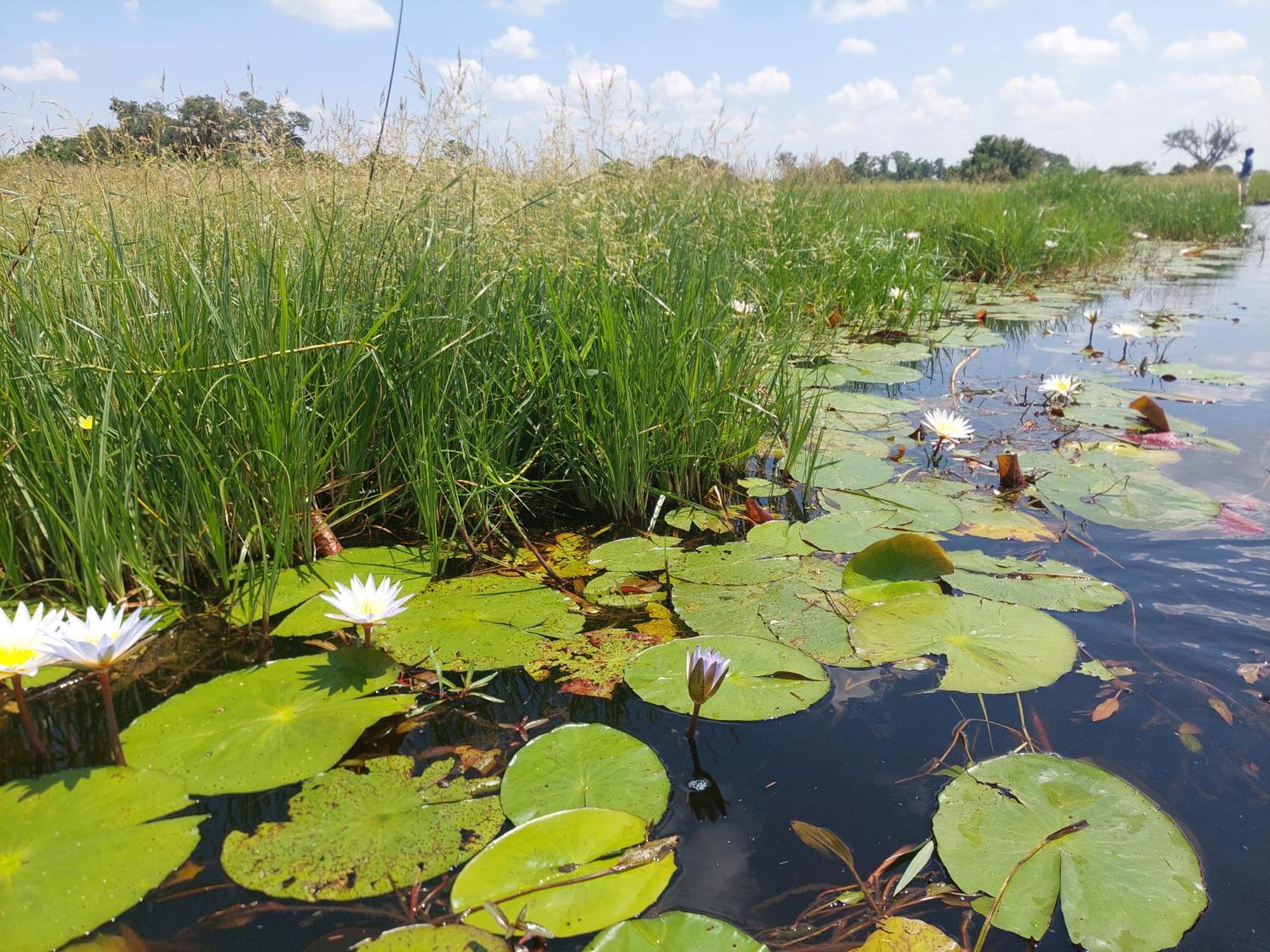 Golentle Home Stay Maun Luaran gambar
